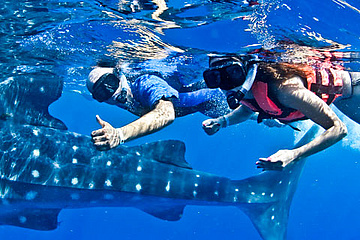 Walhaischwimmen Yucatán