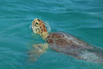 Schildkröte Akumal